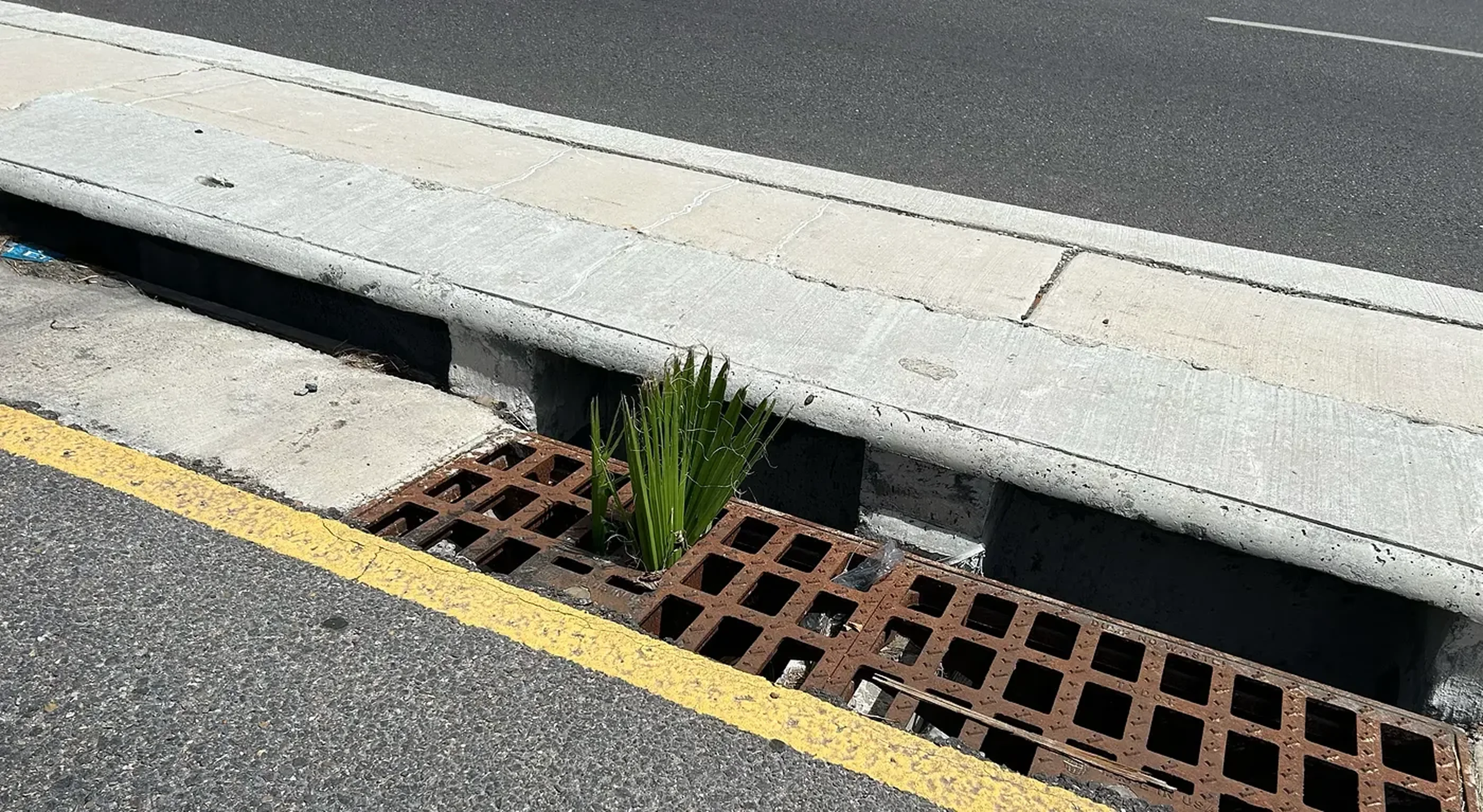 A small palm plant growing through a rusty storm drain grate on a city street